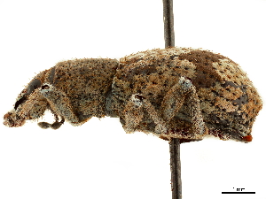  (Eumestorus proximus - CCDB-30451-B04)  @11 [ ] CreativeCommons - Attribution (2019) Smithsonian Institution Smithsonian Institution