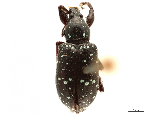 (Ischionoplus viridiguttatus - CCDB-30451-B06)  @11 [ ] CreativeCommons - Attribution (2018) Smithsonian Institution Smithsonian Institution