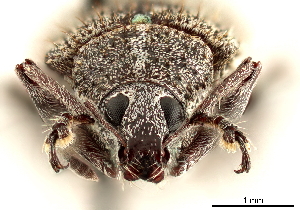  (Lachnopus spretus - CCDB-30451-B08)  @11 [ ] CreativeCommons - Attribution (2019) Smithsonian Institution Smithsonian Institution
