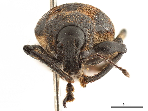  (Maseorhynchus - CCDB-30451-B11)  @11 [ ] CreativeCommons - Attribution (2019) Smithsonian Institution Smithsonian Institution