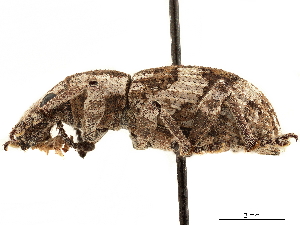 (Omileus - CCDB-30451-C01)  @11 [ ] CreativeCommons - Attribution (2019) Smithsonian Institution Smithsonian Institution