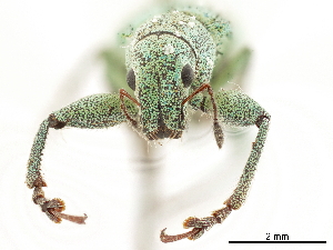  (Hadromeropsis fulgens - CCDB-30451-C04)  @11 [ ] CreativeCommons - Attribution (2019) Smithsonian Institution Smithsonian Institution