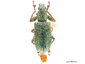  (Hadromeropsis - CCDB-30451-C05)  @11 [ ] CreativeCommons - Attribution (2018) Smithsonian Institution Smithsonian Institution