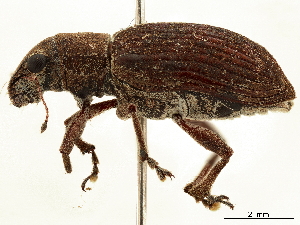  (Wagneriella albula - CCDB-30451-D08)  @11 [ ] CreativeCommons - Attribution (2018) Smithsonian Institution Smithsonian Institution