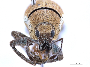  (Cleistolophus subfasciatus - CCDB-30451-D11)  @11 [ ] CreativeCommons - Attribution (2018) Smithsonian Institution Smithsonian Institution