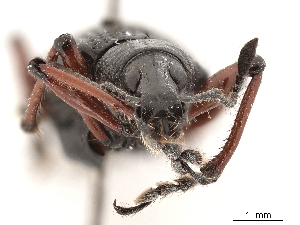  (Chauliopleurus - CCDB-30451-E03)  @11 [ ] CreativeCommons - Attribution (2018) Smithsonian Institution Smithsonian Institution