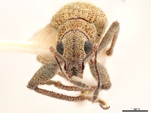  (Hoplopactus - CCDB-30451-F10)  @11 [ ] CreativeCommons - Attribution (2018) Smithsonian Institution Smithsonian Institution