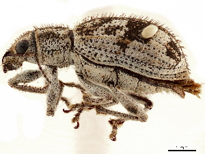  (Brachystylodes pilosus - CCDB-30451-G10)  @11 [ ] CreativeCommons - Attribution (2018) Smithsonian Institution Smithsonian Institution