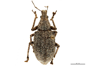  (Cyrtomon - CCDB-30451-H01)  @11 [ ] CreativeCommons - Attribution (2018) Smithsonian Institution Smithsonian Institution