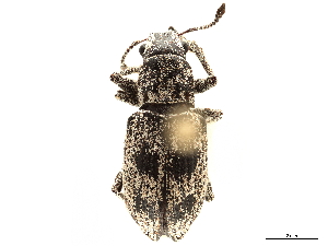  (Ericydeus - CCDB-30451-H04)  @11 [ ] CreativeCommons - Attribution (2018) Smithsonian Institution Smithsonian Institution