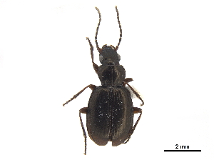  (Trechisibus antarcticus - CCDB-30452-D02)  @11 [ ] CreativeCommons - Attribution (2018) Smithsonian Institution Smithsonian Institution