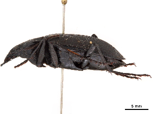  (Calosoma angulatum - CCDB-30452-F04)  @14 [ ] CreativeCommons - Attribution (2018) Smithsonian Institution Smithsonian Institution