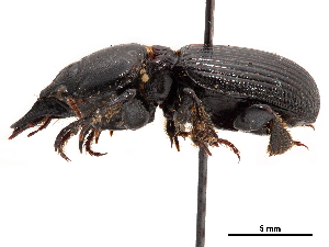  (Acanthoscelis ruficornis - CCDB-30452-H01)  @11 [ ] CreativeCommons - Attribution (2018) Smithsonian Institution Smithsonian Institution