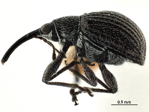  (Trichapion acanonicum - CCDB-30453-D10)  @11 [ ] CreativeCommons - Attribution (2018) Smithsonian Institution Smithsonian Institution