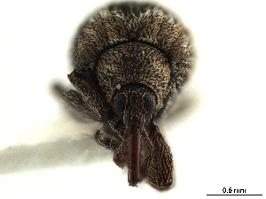  (Neapion xanthoxyli - CCDB-30453-E10)  @11 [ ] CreativeCommons - Attribution (2018) Smithsonian Institution Smithsonian Institution