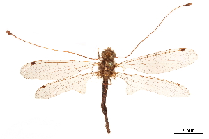  (Ascalorphne umbrina - CCDB-32124-B01)  @11 [ ] CreativeCommons - Attribution (2018) Smithsonian Institution Smithsonian Institution