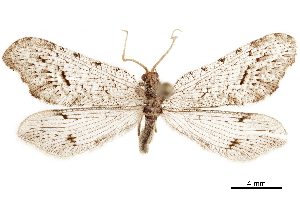  (Lomamyia flavicornis - CCDB-32124-C07)  @11 [ ] CreativeCommons - Attribution (2018) Smithsonian Institution Smithsonian Institution