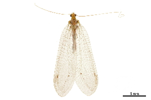  (Leucochrysa insularis - CCDB-32124-E01)  @11 [ ] CreativeCommons - Attribution (2018) Smithsonian Institution Smithsonian Institution