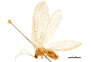  (Nacarina robusta - CCDB-32124-E05)  @11 [ ] CreativeCommons - Attribution (2018) Smithsonian Institution Smithsonian Institution