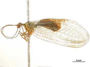  (Parachrysopiella - CCDB-32124-E07)  @11 [ ] CreativeCommons - Attribution (2018) Smithsonian Institution Smithsonian Institution