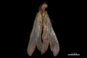  (Yumachrysa apache - CCDB-32124-F05)  @11 [ ] CreativeCommons - Attribution (2018) Smithsonian Institution Smithsonian Institution