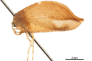  (Conchopterella - CCDB-32124-F11)  @11 [ ] CreativeCommons - Attribution (2018) Smithsonian Institution Smithsonian Institution