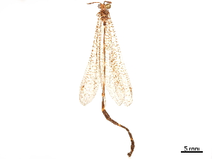  (Clathroneuria schwarzi - CCDB-32125-C12)  @11 [ ] CreativeCommons - Attribution (2018) Smithsonian Institution Smithsonian Institution