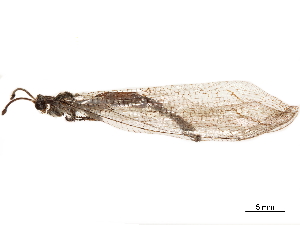  (Creoleon mortifer - CCDB-32125-G06)  @11 [ ] CreativeCommons - Attribution (2018) Smithsonian Institution Smithsonian Institution