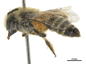  (Colletes hyalinus gaudialis - CCDB-32126-A10)  @11 [ ] CreativeCommons - Attribution (2018) Smithsonian Institution Smithsonian Institution