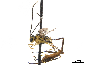  (Podogaster cactorum - CCDB-32126-B11)  @11 [ ] CreativeCommons - Attribution (2018) Smithsonian Institution Smithsonian Institution