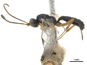  (Isdromas lycaenae - CCDB-32126-D07)  @13 [ ] CreativeCommons - Attribution (2018) Smithsonian Institution Smithsonian Institution