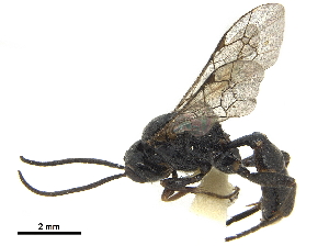  (Neotypus nobilitator - CCDB-32126-F02)  @11 [ ] CreativeCommons - Attribution (2019) Smithsonian Institution Smithsonian Institution