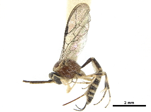  ( - CCDB-32126-H10)  @11 [ ] CreativeCommons - Attribution (2019) Smithsonian Institution Smithsonian Institution
