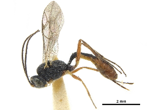  (Cymodusopsis - CCDB-32126-H11)  @11 [ ] CreativeCommons - Attribution (2019) Smithsonian Institution Smithsonian Institution
