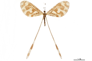  (Nemoptera bipennis - CCDB-32127-A12)  @11 [ ] CreativeCommons - Attribution (2018) Smithsonian Institution Smithsonian Institution