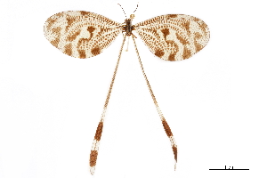  (Nemoptera coa - CCDB-32127-B01)  @11 [ ] CreativeCommons - Attribution (2018) Smithsonian Institution Smithsonian Institution