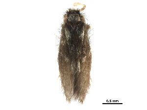  (Cerasmatrichia trinitatis - CCDB-32129-D04)  @11 [ ] CreativeCommons - Attribution (2018) Smithsonian Institution Smithsonian Institution
