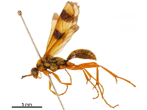  (Sphictostethus gravesii - CCDB-32130-A09)  @11 [ ] CreativeCommons - Attribution (2018) Smithsonian Institution Smithsonian Institution
