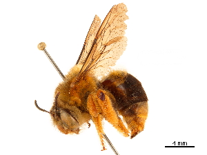  (Pachymelus bicolor - CCDB-32130-H01)  @11 [ ] No Rights Reserved (2018) Smithsonian Institution Smithsonian Institution