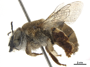  (Canephorula apiformis - CCDB-32131-A11)  @11 [ ] No Rights Reserved (2018) Smithsonian Institution Smithsonian Institution
