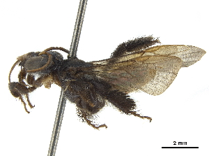  (Paratetrapedia calcarata - CCDB-32131-C04)  @13 [ ] CreativeCommons - Attribution (2018) Smithsonian Institution Smithsonian Institution