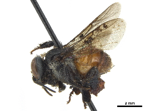  (Axestotrigona ferruginea - CCDB-32131-G01)  @12 [ ] No Rights Reserved (2018) Smithsonian Institution Smithsonian Institution