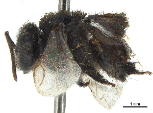  (Frieseomelitta nigra nigra - CCDB-32131-G09)  @11 [ ] CreativeCommons - Attribution (2018) Smithsonian Institution Smithsonian Institution