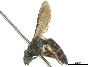 (Agapostemonoides hurdi - CCDB-32132-E04)  @11 [ ] CreativeCommons - Attribution (2018) Smithsonian Institution Smithsonian Institution