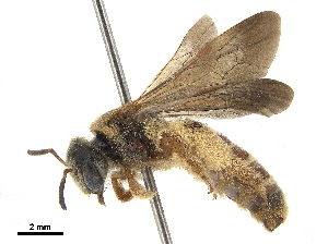  ( - CCDB-32132-F09)  @11 [ ] CreativeCommons - Attribution (2018) Smithsonian Institution Smithsonian Institution