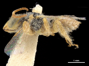  (Pararhophitinae - CCDB-32132-H01)  @11 [ ] CreativeCommons - Attribution (2018) Smithsonian Institution Smithsonian Institution