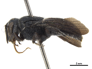  (Euaspis carbonaria - CCDB-32132-H10)  @13 [ ] CreativeCommons - Attribution (2018) Smithsonian Institution Smithsonian Institution