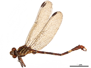  (Erpetogomphus ophibolus - CCDB-32133-A02)  @11 [ ] CreativeCommons - Attribution (2018) Smithsonian Institution Smithsonian Institution