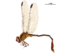  (Erpetogomphus viperinus - CCDB-32133-A03)  @11 [ ] CreativeCommons - Attribution (2018) Smithsonian Institution Smithsonian Institution