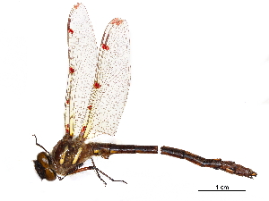  (Eurypetaliinae - CCDB-32133-E06)  @11 [ ] CreativeCommons - Attribution (2018) Smithsonian Institution Smithsonian Institution